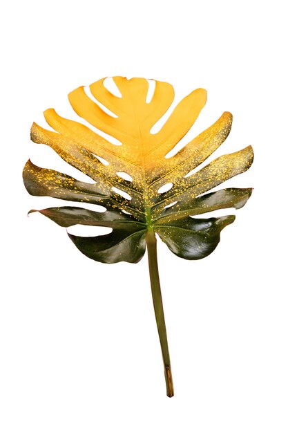 La nature morte des feuilles colorées isolées