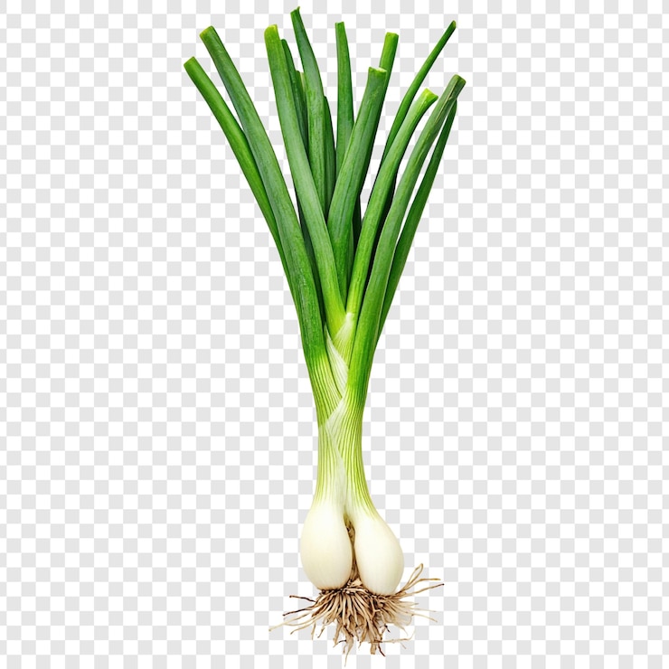 PSD gratuit oignons verts frais légume vibrant et sain
