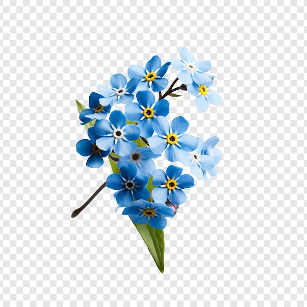 PSD gratuit oubliez-moi pas fleur png isolé sur fond transparent