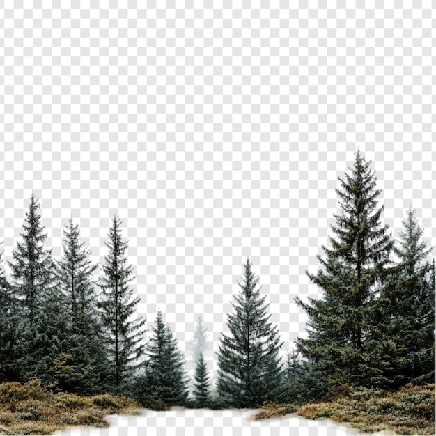 Le paysage paisible de la forêt d'hiver Les majestueux arbres à feuilles persistantes dans un pays des merveilles de l'hiver brumeux
