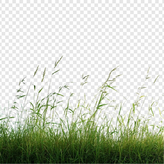 Un paysage de prairies verdoyantes et vibrantes