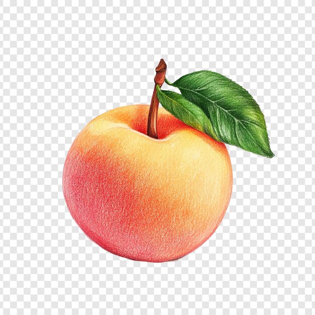 Peach vibrante Un dessin à crayon de couleur