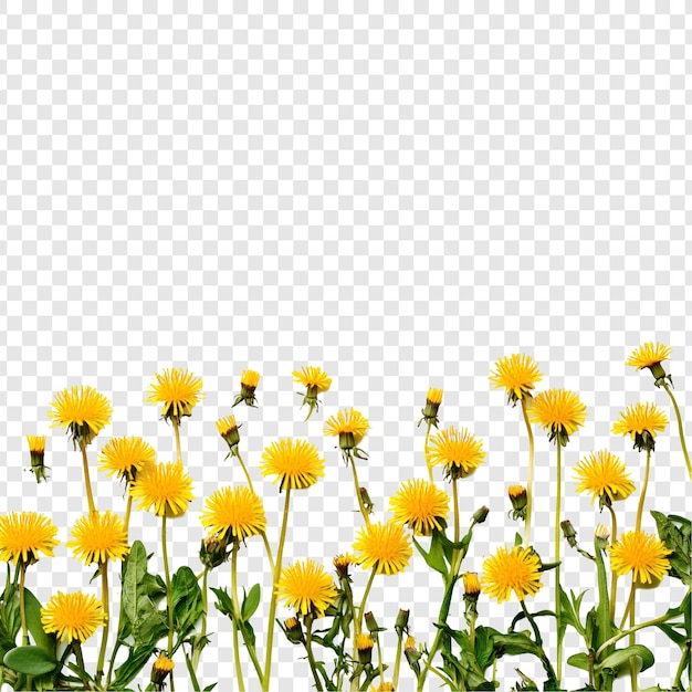 Les pissenlets vibrants, une frontière florale du printemps