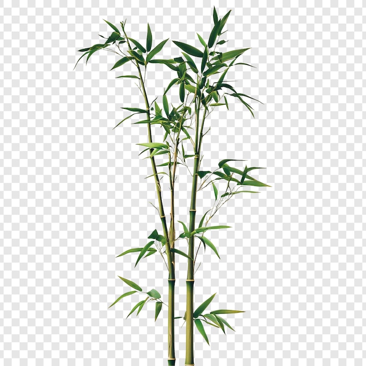 PSD gratuit une plante de bambou vert luxuriant une nature tranquille image