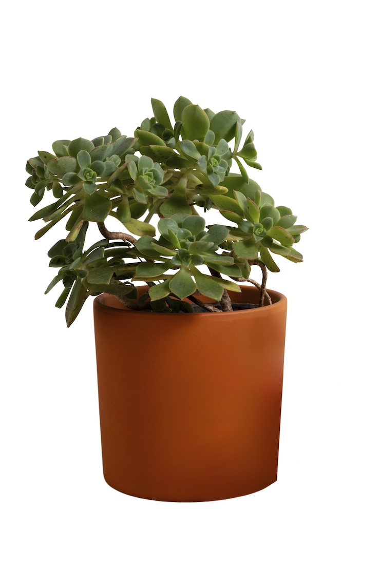 PSD gratuit plante d'intérieur isolée