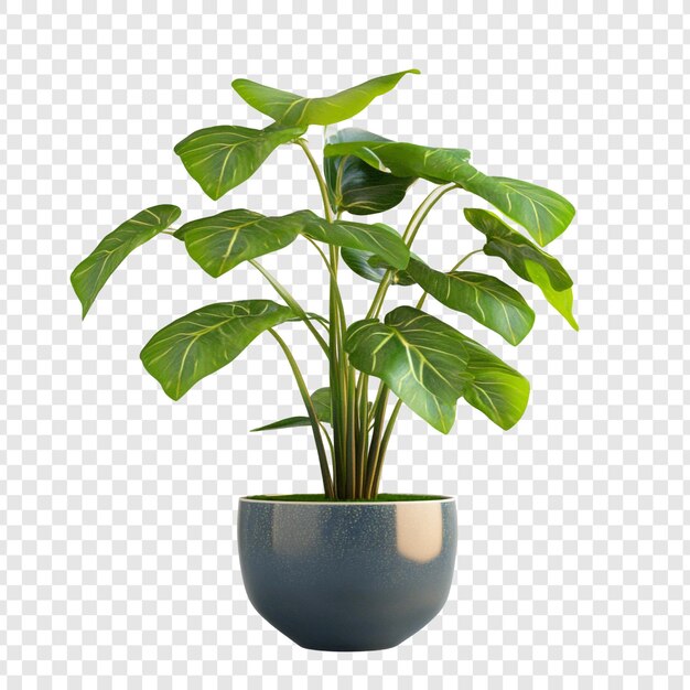 Plante de philodendron dans un pot bleu Plante d'intérieur au feuillage vert luxuriant