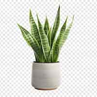 PSD gratuit plante de serpent sansevieria trifasciata png isolée sur un fond transparent