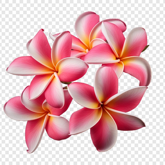 PSD gratuit plumeria fleur png isolée sur un fond transparent