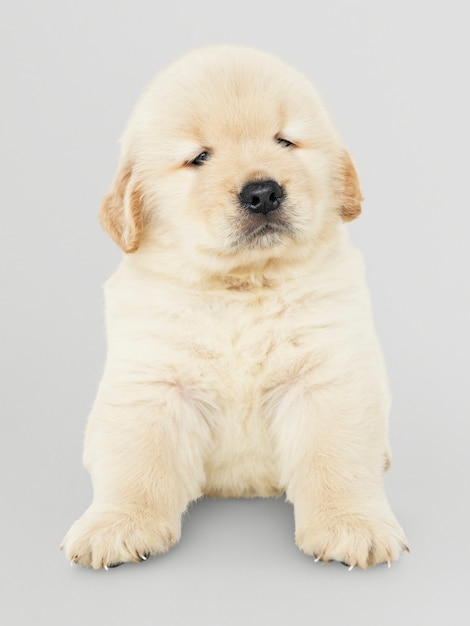 Portrait d&#39;un adorable chiot Golden Retriever