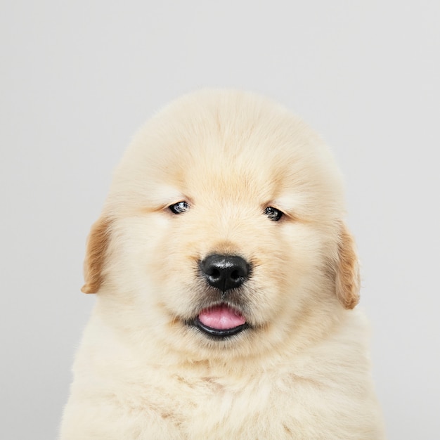 Portrait d&#39;un adorable chiot Golden Retriever