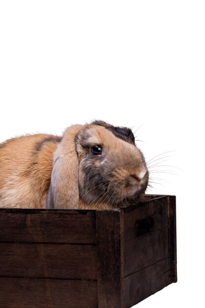 Portrait d'animal de compagnie de lapins mignons