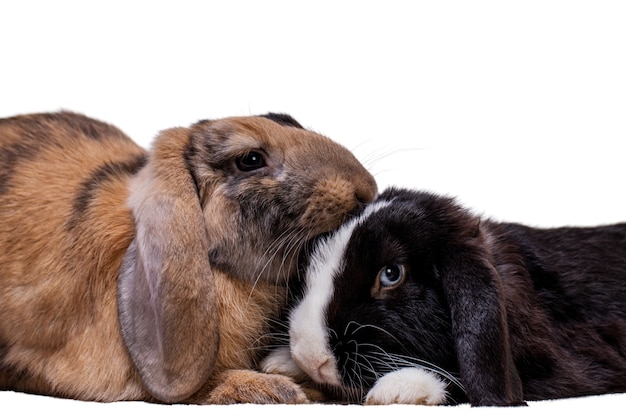 Portrait d'animal de compagnie de lapins mignons