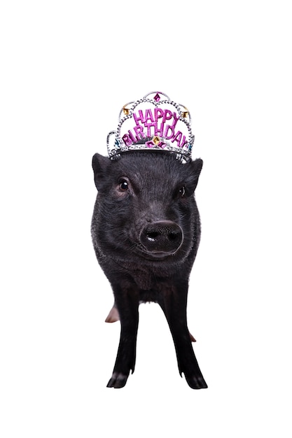 PSD gratuit portrait d'animal mignon cochon noir