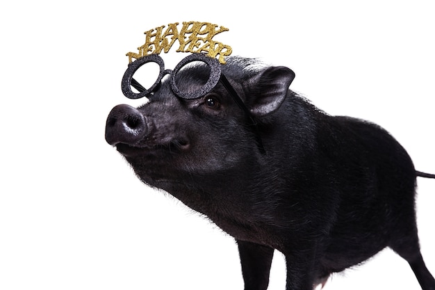 PSD gratuit portrait d'animal mignon cochon noir