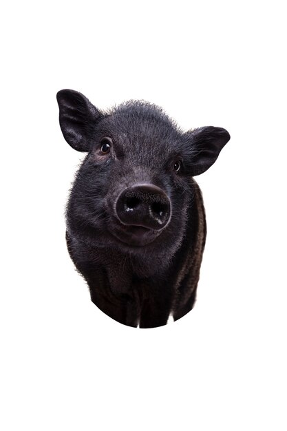 Portrait d'animal mignon cochon noir