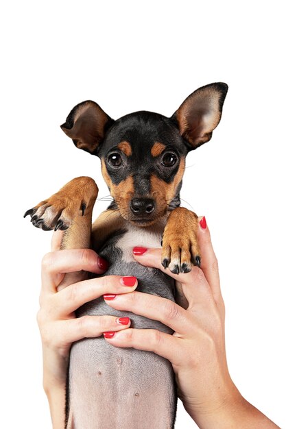 Portrait de chien mignon isolé