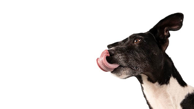 Portrait De Chien Mignon Isolé