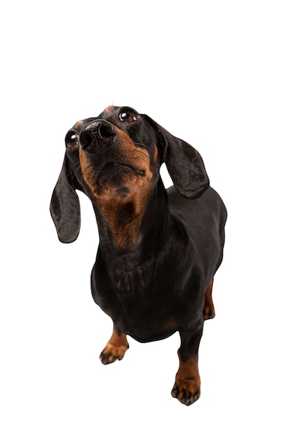 Portrait de chien mignon isolé