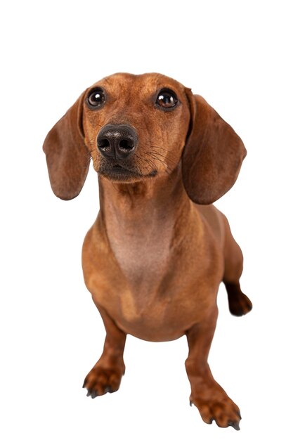 Portrait de chien mignon isolé