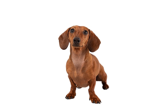 Portrait de chien mignon isolé