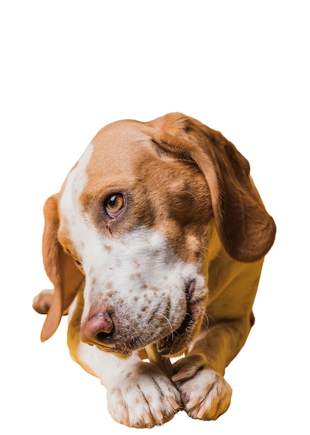 Scène Avec Un Adorable Chien De Compagnie Marron Et Blanc