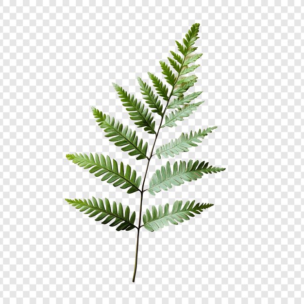 Une seule feuille de fougère délicate sur un fond transparent