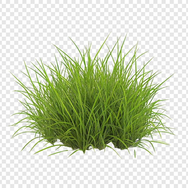 Une touffe d'herbe verte luxuriante isolée sur un fond transparent