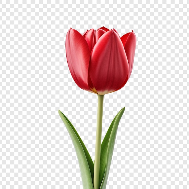 PSD gratuit tulipe rouge en gros plan isolée sur un fond transparent