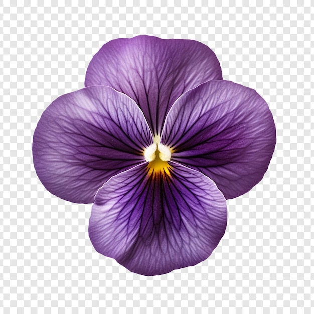 PSD gratuit le violet .