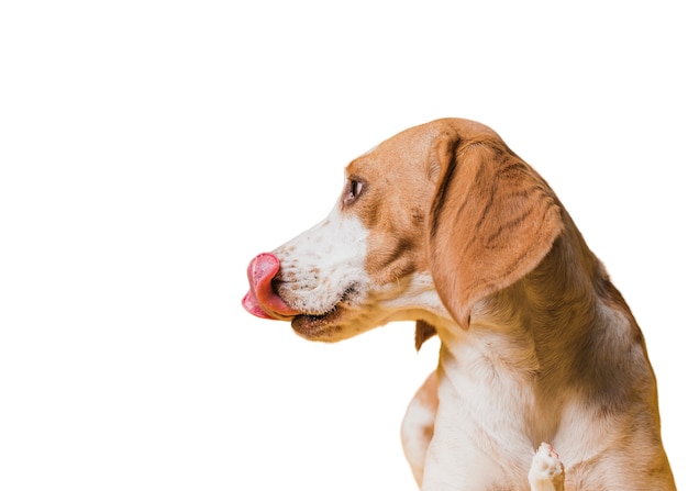 Vue De L'adorable Chien Brun Et Blanc