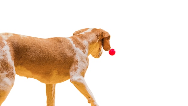 Vue de l'adorable chien brun et blanc