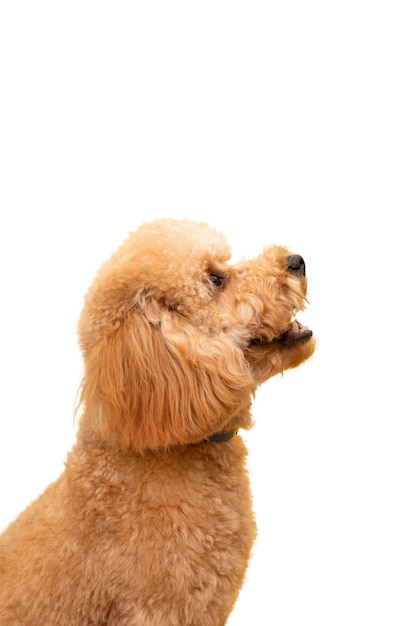 Vue De L'adorable Chien De Compagnie