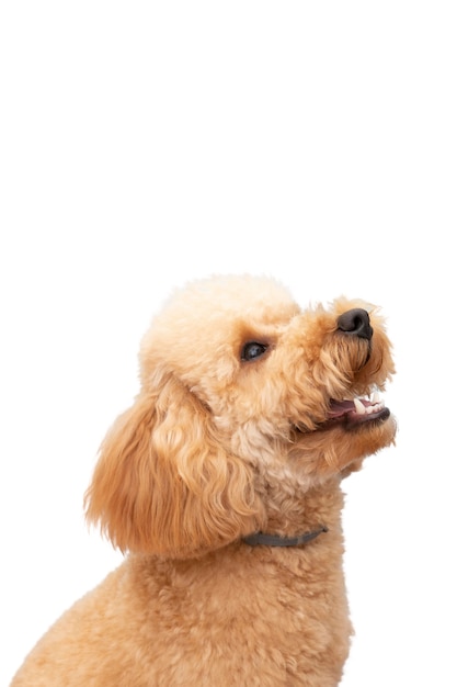 Vue De L'adorable Chien De Compagnie