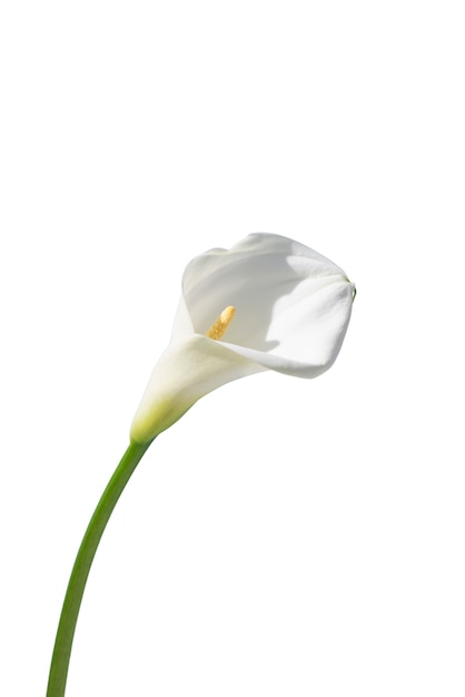 PSD gratuit vue de la belle fleur de lys en fleurs
