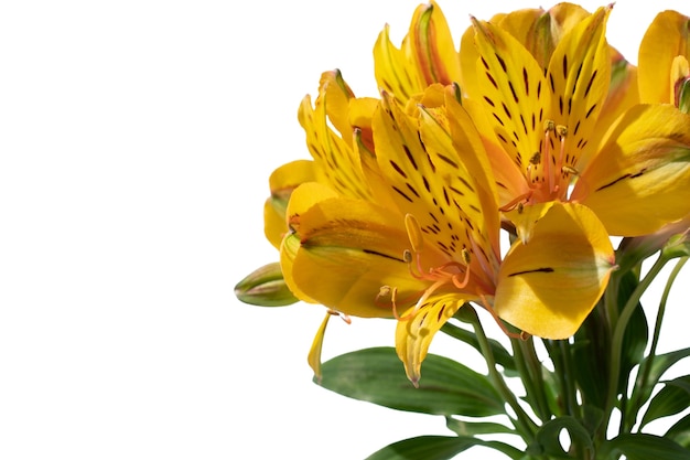 PSD gratuit vue de la belle fleur de lys en fleurs
