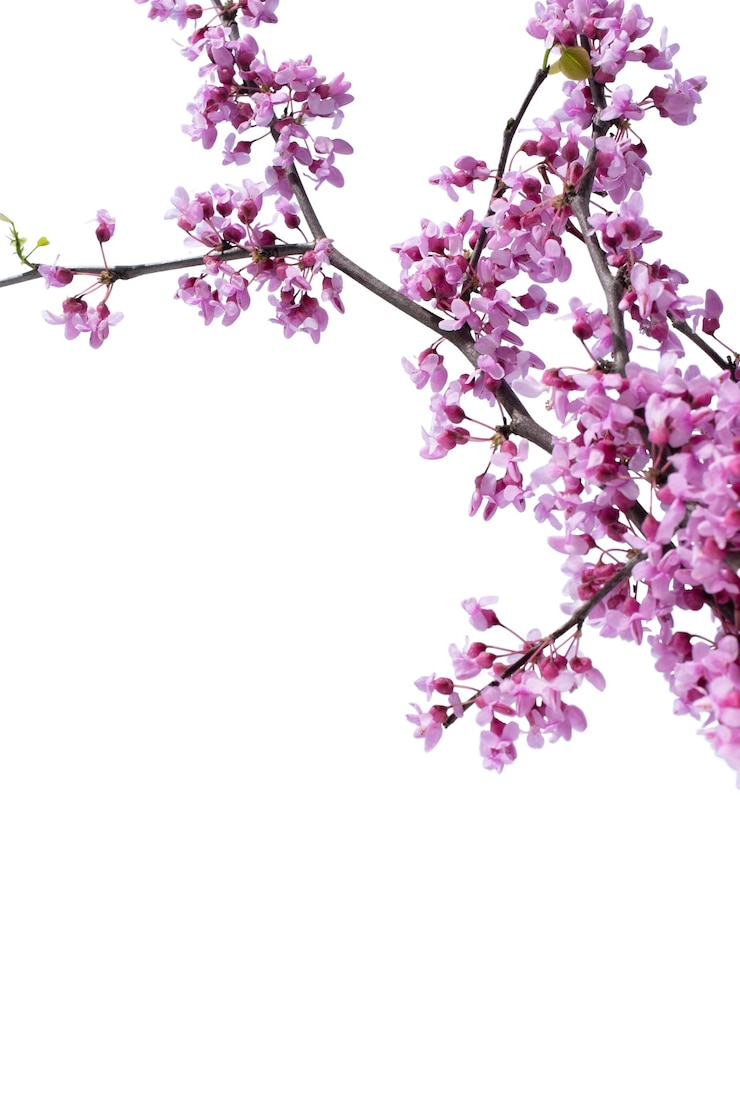 PSD gratuit vue de la belle fleur de lys en fleurs