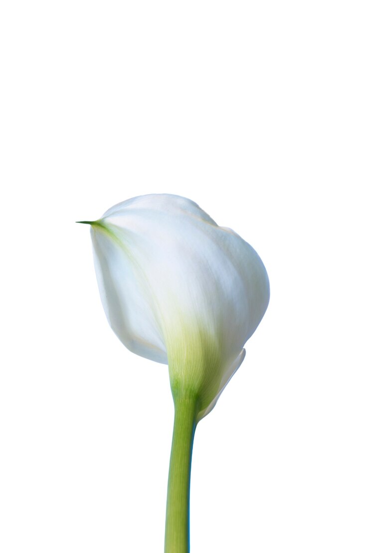 PSD gratuit vue de la belle fleur de lys en fleurs