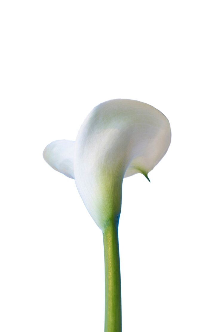 PSD gratuit vue de la belle fleur de lys en fleurs