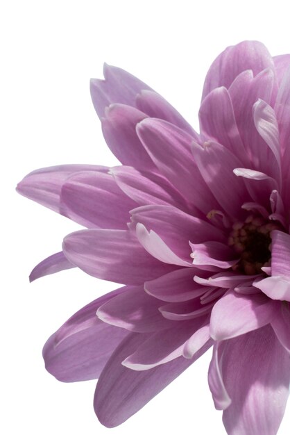 Vue de la belle fleur de marguerite en fleurs