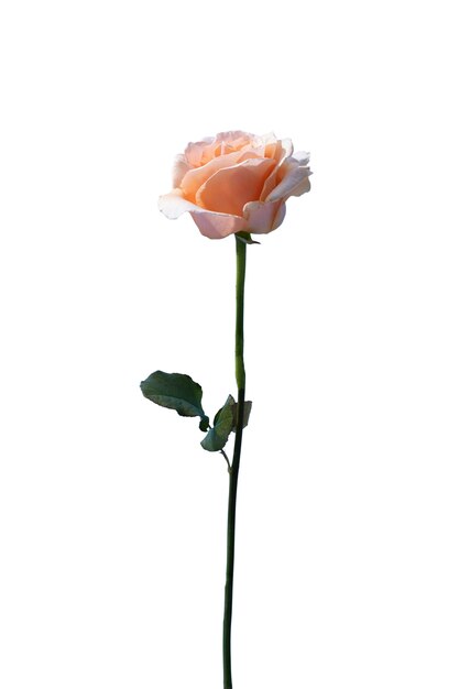 Vue de la belle fleur de rose en fleur