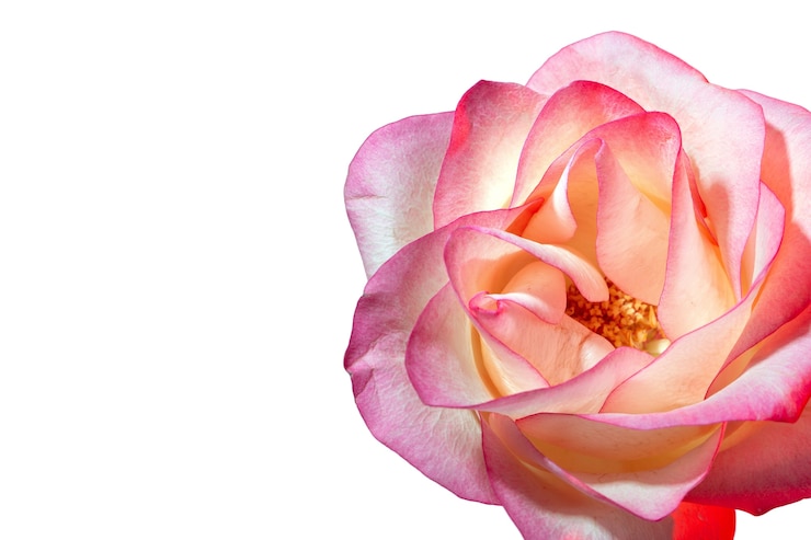PSD gratuit vue de belles fleurs épanouies