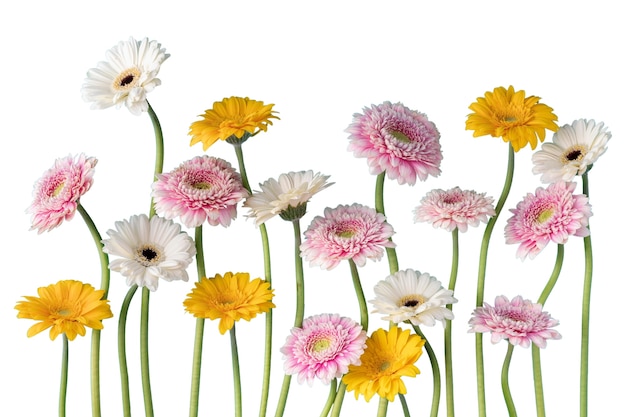 Vue de belles fleurs en fleurs