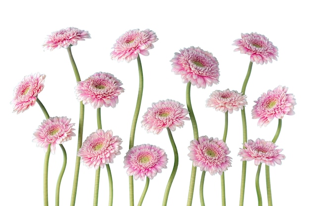 Vue de belles fleurs en fleurs