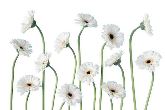 Vue de belles fleurs en fleurs