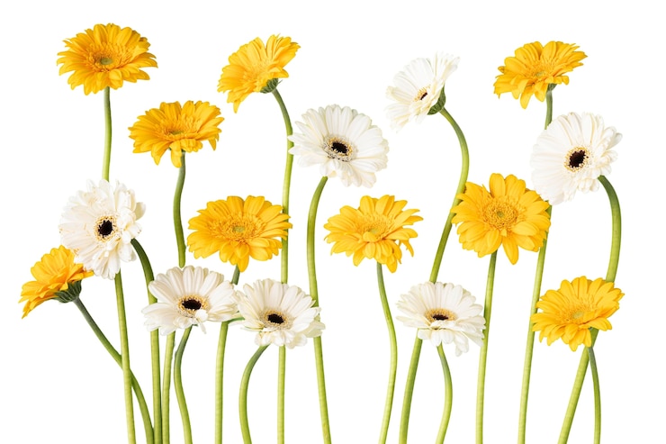PSD gratuit vue de belles fleurs en fleurs