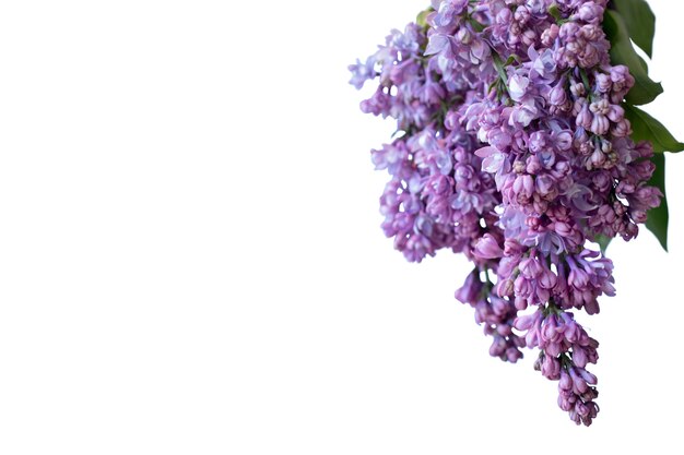 Vue de belles fleurs lilas en fleurs