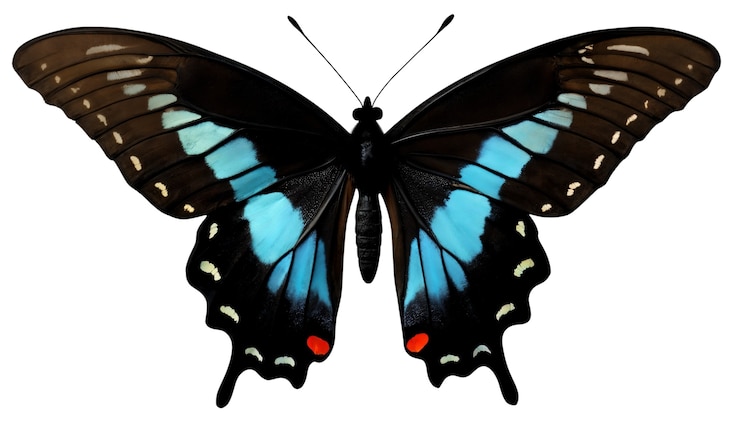 PSD gratuit vue de haut sur le papillon isolé