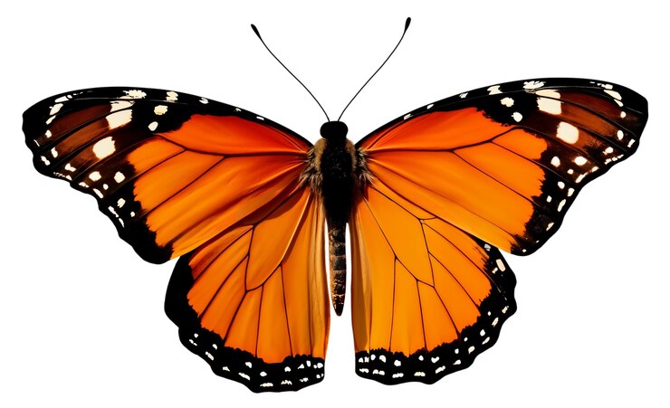 PSD gratuit vue de haut sur le papillon isolé