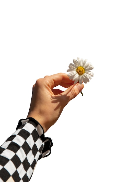 Vue rapprochée de Daisy isolée