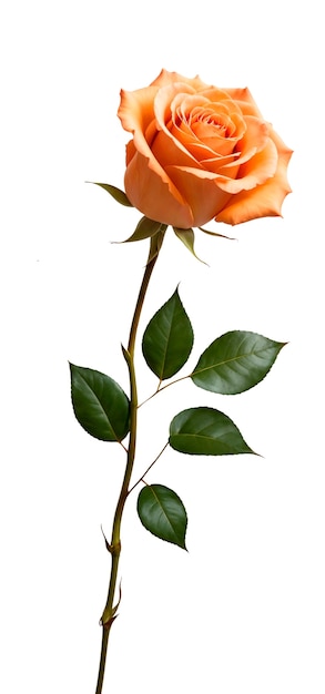 Vue rapprochée de Rose isolée
